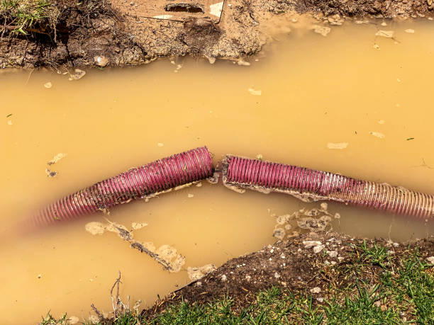Best Mold removal after water damage  in Albany, WI